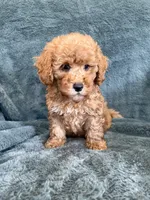 Bark, a male Poodle - Toy  for sale in Irvington, KY – 5 of 7