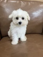 Henny, a female Maltese for sale in Irvington, KY – 6 of 10