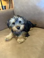 Apollo, a male Yorkshire Terrier for sale in Irvington, KY – 10 of 10