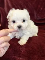 Helen, a female Maltese for sale in Irvington, KY – 3 of 10