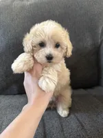 Dewdrop, a male Maltipoo for sale in Irvington, KY – 9 of 10