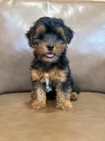 Petey, a male Yorkipoo for sale in Irvington, KY – 5 of 10