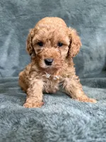 Red boy, a male Poodle - Toy  for sale in Irvington, KY – 2 of 8