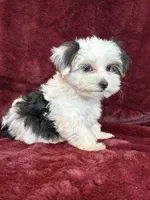 Cookie, a female Morkie for sale in Irvington, KY – 7 of 10