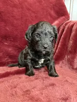 Paisley, a female Yorkipoo for sale in Irvington, KY – 8 of 8