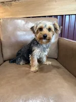 Callie, a female Yorkshire Terrier for sale in Irvington, KY – 3 of 6