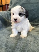 Fabian, a male Maltese and Yorkshire Terrier for sale in Irvington, KY – 10 of 10