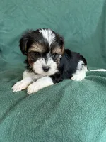 Sunny, a male Yorkshire Terrier for sale in Irvington, KY – 4 of 10