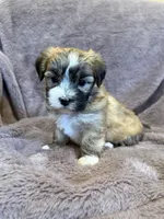 Felicity, a female Maltese and Yorkshire Terrier for sale in Irvington, KY – 9 of 10