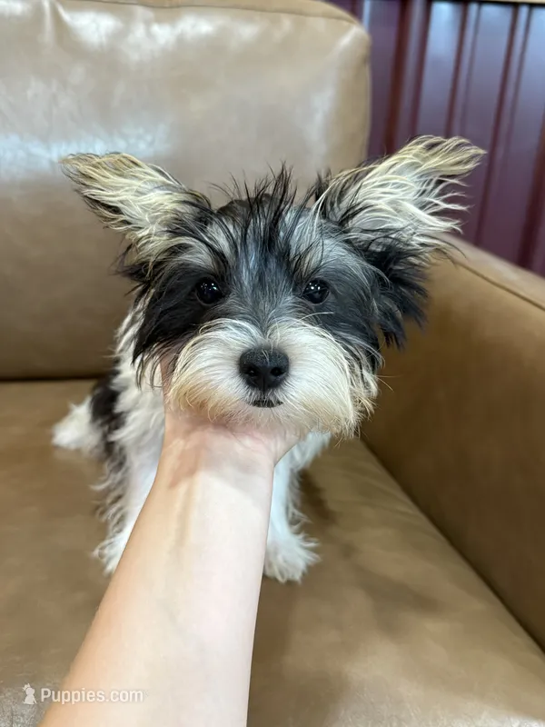Yarrow – Yorkshire Terrier puppy for sale in Irvington, KY