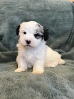 Fabian, a male Maltese and Yorkshire Terrier for sale in Irvington, KY – 6 of 10