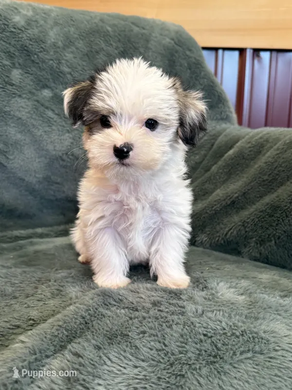 Charles – Morkie puppy for sale in Irvington, KY