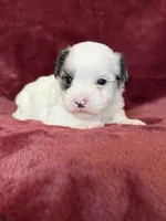 Charles, a male Morkie for sale in Irvington, KY – Photo 4 of 10