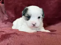 Charles, a male Morkie for sale in Irvington, KY – Photo 7 of 10