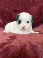 Charles, a male Morkie for sale in Irvington, KY – Photo 8 of 10