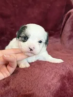 Charles, a male Morkie for sale in Irvington, KY – Photo 9 of 10