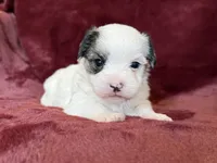 Charles, a male Morkie for sale in Irvington, KY – Photo 2 of 10