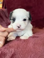 Charles, a male Morkie for sale in Irvington, KY – Photo 3 of 10