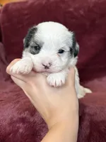 Charles, a male Morkie for sale in Irvington, KY – Photo 5 of 10