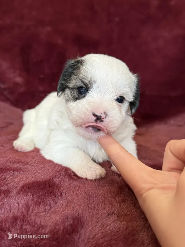 Charles – Morkie puppy for sale in Irvington, KY