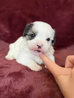 Charles, a male Morkie for sale in Irvington, KY – Photo 1 of 10