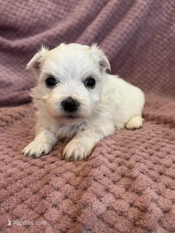 Hazel – Maltese puppy for sale in Irvington, KY