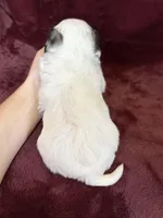 Charles, a male Morkie for sale in Irvington, KY – Photo 10 of 10