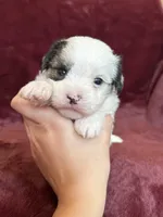 Charles, a male Morkie for sale in Irvington, KY – Photo 6 of 10