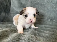 Coby, a male Morkie for sale in Irvington, KY – Photo 7 of 10