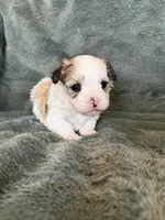 Coby, a male Morkie for sale in Irvington, KY – Photo 9 of 10