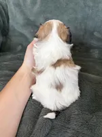 Coby, a male Morkie for sale in Irvington, KY – Photo 10 of 10