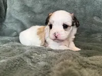 Coby, a male Morkie for sale in Irvington, KY – Photo 4 of 10