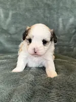 Coby, a male Morkie for sale in Irvington, KY – Photo 2 of 10