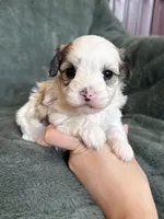 Coby, a male Morkie for sale in Irvington, KY – Photo 6 of 10