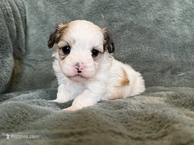 Coby – Morkie puppy for sale in Irvington, KY