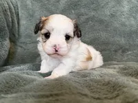 Coby, a male Morkie for sale in Irvington, KY – Photo 1 of 10
