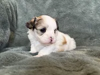 Coby, a male Morkie for sale in Irvington, KY – Photo 3 of 10