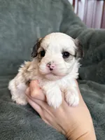 Coby, a male Morkie for sale in Irvington, KY – Photo 5 of 10