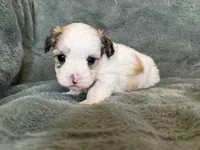 Coby, a male Morkie for sale in Irvington, KY – Photo 8 of 10