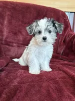 Cleo, a female Morkie for sale in Irvington, KY – 8 of 9
