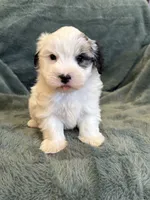 Fabian, a male Maltese and Yorkshire Terrier for sale in Irvington, KY – 5 of 10
