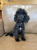 Bob, a male Poodle - Toy  for sale in Irvington, KY – 3 of 10