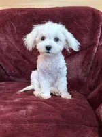 Harris, a male Maltese for sale in Irvington, KY – 7 of 10