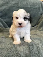 Fabian, a male Maltese and Yorkshire Terrier for sale in Irvington, KY – 9 of 10