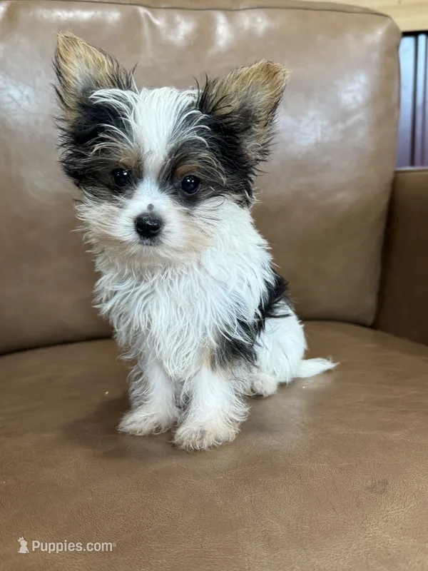 Yuri – Yorkshire Terrier puppy for sale in Irvington, KY