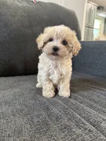 Dewdrop, a male Maltipoo for sale in Irvington, KY – 2 of 10