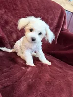 Harris, a male Maltese for sale in Irvington, KY – 6 of 10