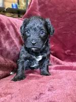Paisley, a female Yorkipoo for sale in Irvington, KY – 4 of 8
