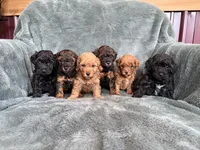 Red boy, a male Poodle - Toy  for sale in Irvington, KY – 5 of 8