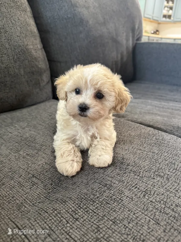 Dewdrop – Maltipoo puppy for sale in Irvington, KY